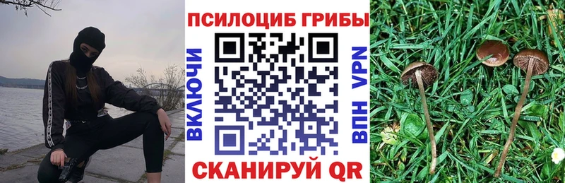 Галлюциногенные грибы Psilocybe  Купить закладки  Вихоревка 